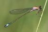 Ischnura elegans